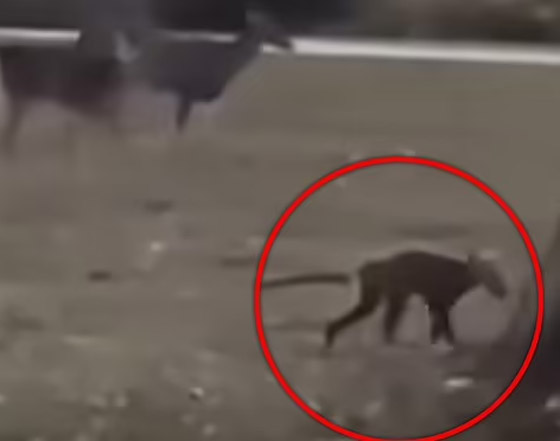 فيديو: مخلوق غامض يبث الرعب في قلوب سكان فيرجينيا الأمريكية صورة رقم 4 فيديو: مخلوق غامض يبث الرعب في قلوب سكان فيرجينيا الأمريكية صورة رقم 4