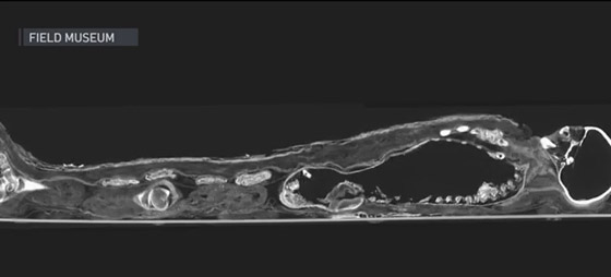 علماء يحلون لغزا عمره 3 آلاف عام عن مومياء امرأة مصرية ذات مكانة عالية صورة رقم 7