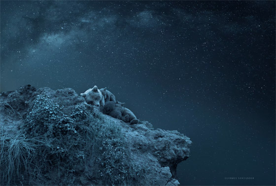 تحت النجوم.. مصورة توثق مشهدا مؤثرا بين أنثى دب وصغارها صورة رقم 1 تحت النجوم.. مصورة توثق مشهدا مؤثرا بين أنثى دب وصغارها صورة رقم 1