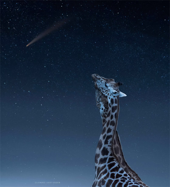 تحت النجوم.. مصورة توثق مشهدا مؤثرا بين أنثى دب وصغارها صورة رقم 3 تحت النجوم.. مصورة توثق مشهدا مؤثرا بين أنثى دب وصغارها صورة رقم 3