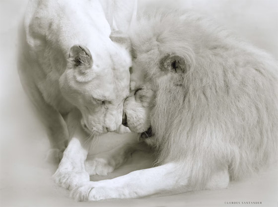 تحت النجوم.. مصورة توثق مشهدا مؤثرا بين أنثى دب وصغارها صورة رقم 4 تحت النجوم.. مصورة توثق مشهدا مؤثرا بين أنثى دب وصغارها صورة رقم 4