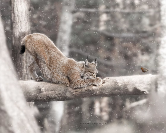تحت النجوم.. مصورة توثق مشهدا مؤثرا بين أنثى دب وصغارها صورة رقم 6 تحت النجوم.. مصورة توثق مشهدا مؤثرا بين أنثى دب وصغارها صورة رقم 6