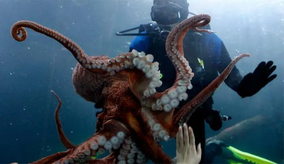 عالم أحياء يفجر مفاجأة: الأخطبوط سيرث حكم الأرض حال انقراض البشر! صورة رقم 6 عالم أحياء يفجر مفاجأة: الأخطبوط سيرث حكم الأرض حال انقراض البشر! صورة رقم 6