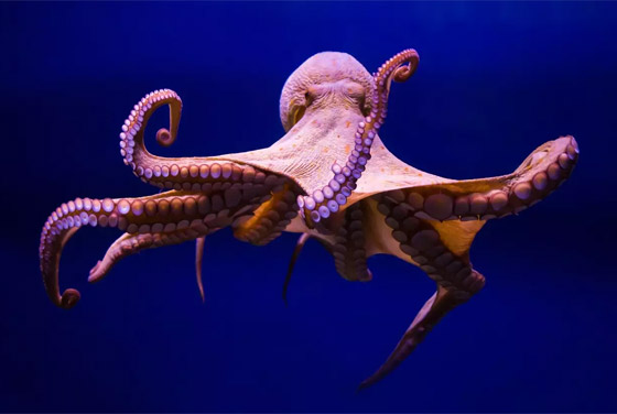 عالم أحياء يفجر مفاجأة: الأخطبوط سيرث حكم الأرض حال انقراض البشر! صورة رقم 7 عالم أحياء يفجر مفاجأة: الأخطبوط سيرث حكم الأرض حال انقراض البشر! صورة رقم 7