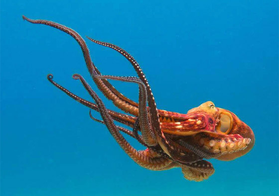 عالم أحياء يفجر مفاجأة: الأخطبوط سيرث حكم الأرض حال انقراض البشر! صورة رقم 8 عالم أحياء يفجر مفاجأة: الأخطبوط سيرث حكم الأرض حال انقراض البشر! صورة رقم 8