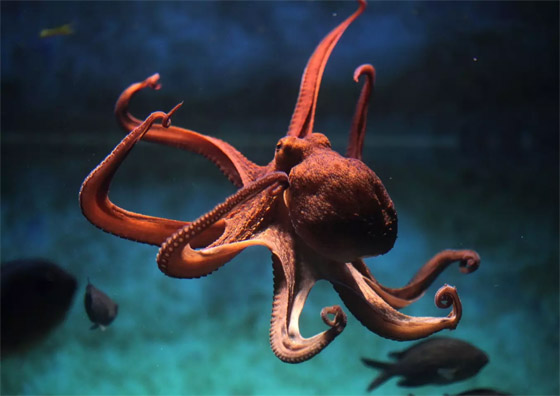 عالم أحياء يفجر مفاجأة: الأخطبوط سيرث حكم الأرض حال انقراض البشر! صورة رقم 9 عالم أحياء يفجر مفاجأة: الأخطبوط سيرث حكم الأرض حال انقراض البشر! صورة رقم 9