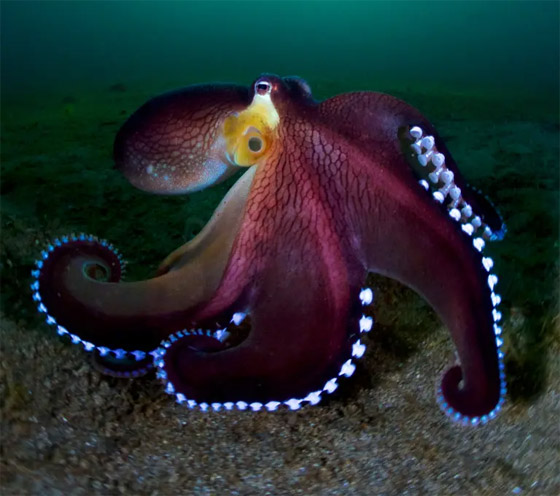 عالم أحياء يفجر مفاجأة: الأخطبوط سيرث حكم الأرض حال انقراض البشر! صورة رقم 10 عالم أحياء يفجر مفاجأة: الأخطبوط سيرث حكم الأرض حال انقراض البشر! صورة رقم 10