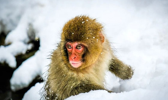 قرود الثلج.. تجربة استثنائية في حديقة جيجوكوداني اليابانية (صور) صورة رقم 1 قرود الثلج.. تجربة استثنائية في حديقة جيجوكوداني اليابانية (صور) صورة رقم 1