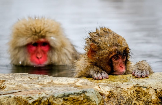 قرود الثلج.. تجربة استثنائية في حديقة جيجوكوداني اليابانية (صور) صورة رقم 6 قرود الثلج.. تجربة استثنائية في حديقة جيجوكوداني اليابانية (صور) صورة رقم 6