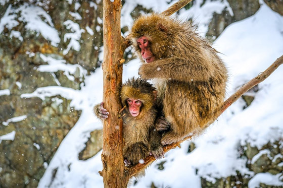 قرود الثلج.. تجربة استثنائية في حديقة جيجوكوداني اليابانية (صور) صورة رقم 4 قرود الثلج.. تجربة استثنائية في حديقة جيجوكوداني اليابانية (صور) صورة رقم 4