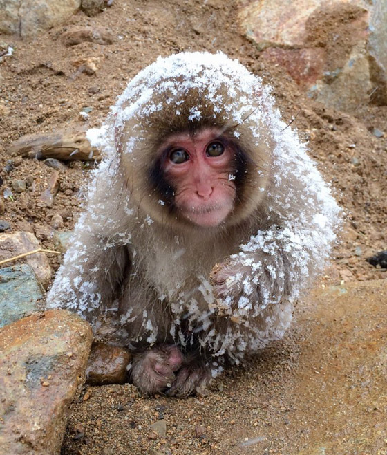 قرود الثلج.. تجربة استثنائية في حديقة جيجوكوداني اليابانية (صور) صورة رقم 3 قرود الثلج.. تجربة استثنائية في حديقة جيجوكوداني اليابانية (صور) صورة رقم 3