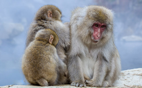 قرود الثلج.. تجربة استثنائية في حديقة جيجوكوداني اليابانية (صور) صورة رقم 10 قرود الثلج.. تجربة استثنائية في حديقة جيجوكوداني اليابانية (صور) صورة رقم 10