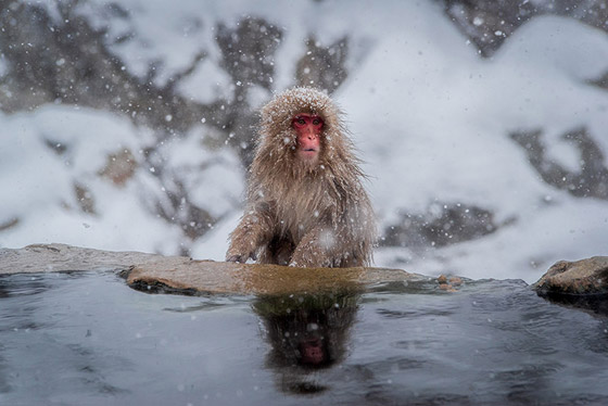 قرود الثلج.. تجربة استثنائية في حديقة جيجوكوداني اليابانية (صور) صورة رقم 11 قرود الثلج.. تجربة استثنائية في حديقة جيجوكوداني اليابانية (صور) صورة رقم 11