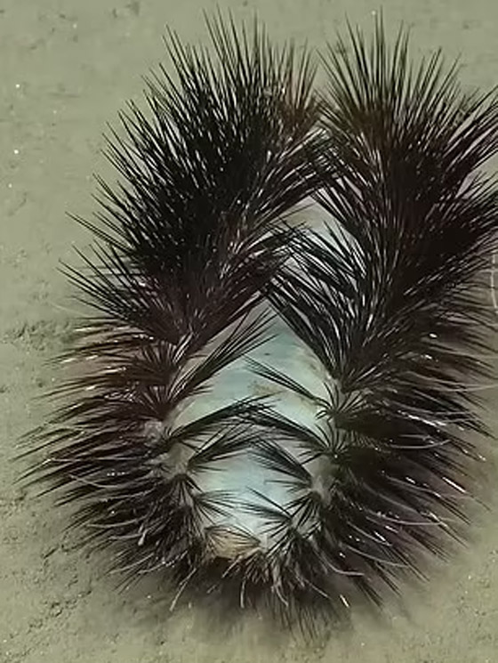 مخلوق غريب بقاع المحيط يثير حيرة العلماء.. تظنه رموش صناعية لامعة صورة رقم 1 مخلوق غريب بقاع المحيط يثير حيرة العلماء.. تظنه رموش صناعية لامعة صورة رقم 1