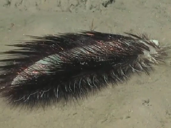 مخلوق غريب بقاع المحيط يثير حيرة العلماء.. تظنه رموش صناعية لامعة صورة رقم 2 مخلوق غريب بقاع المحيط يثير حيرة العلماء.. تظنه رموش صناعية لامعة صورة رقم 2