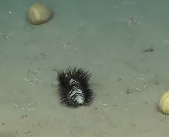 مخلوق غريب بقاع المحيط يثير حيرة العلماء.. تظنه رموش صناعية لامعة صورة رقم 3 مخلوق غريب بقاع المحيط يثير حيرة العلماء.. تظنه رموش صناعية لامعة صورة رقم 3