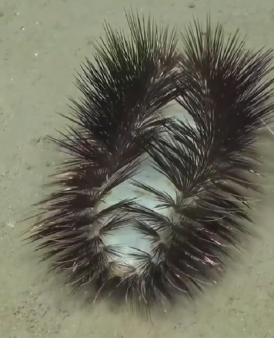 مخلوق غريب بقاع المحيط يثير حيرة العلماء.. تظنه رموش صناعية لامعة صورة رقم 4 مخلوق غريب بقاع المحيط يثير حيرة العلماء.. تظنه رموش صناعية لامعة صورة رقم 4