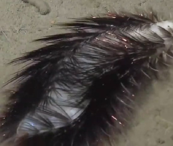 مخلوق غريب بقاع المحيط يثير حيرة العلماء.. تظنه رموش صناعية لامعة صورة رقم 5 مخلوق غريب بقاع المحيط يثير حيرة العلماء.. تظنه رموش صناعية لامعة صورة رقم 5