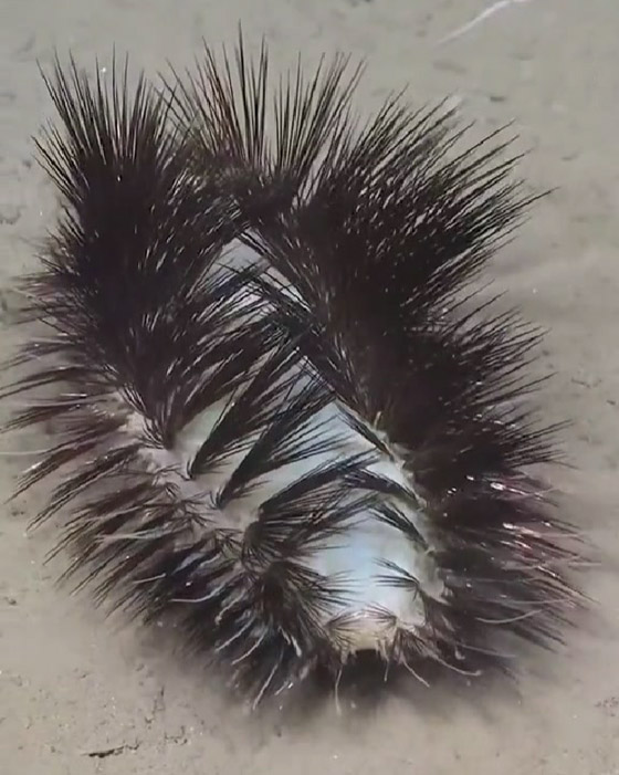 مخلوق غريب بقاع المحيط يثير حيرة العلماء.. تظنه رموش صناعية لامعة صورة رقم 6 مخلوق غريب بقاع المحيط يثير حيرة العلماء.. تظنه رموش صناعية لامعة صورة رقم 6