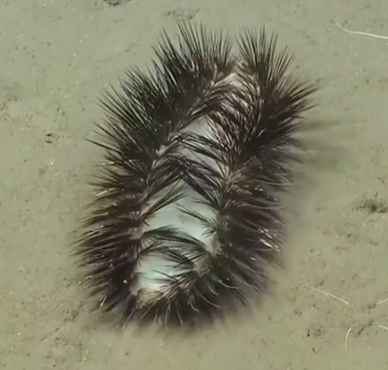 مخلوق غريب بقاع المحيط يثير حيرة العلماء.. تظنه رموش صناعية لامعة صورة رقم 7 مخلوق غريب بقاع المحيط يثير حيرة العلماء.. تظنه رموش صناعية لامعة صورة رقم 7