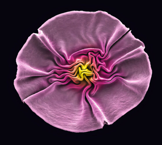 فيروسات تلتهم البكتيريا وتصنع أشكالا طبيعية تشبه الزهور (صور) صورة رقم 3