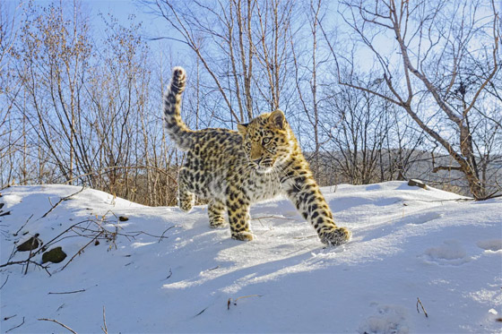 أكثر اللقطات المذهلة وأجمل الصور للحيوانات البرية في روسيا صورة رقم 2