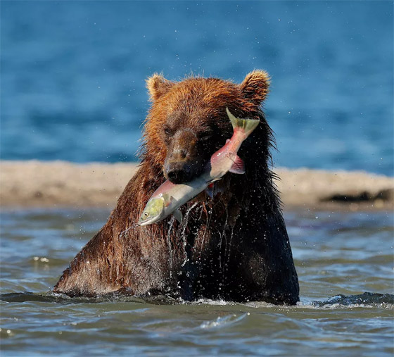 أكثر اللقطات المذهلة وأجمل الصور للحيوانات البرية في روسيا صورة رقم 3