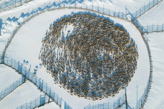 أكثر اللقطات المذهلة وأجمل الصور للحيوانات البرية في روسيا صورة رقم 4