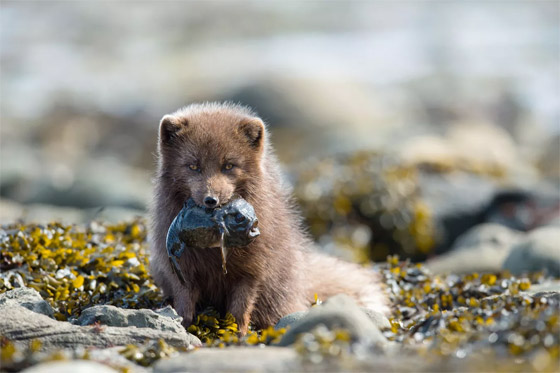 أكثر اللقطات المذهلة وأجمل الصور للحيوانات البرية في روسيا صورة رقم 5