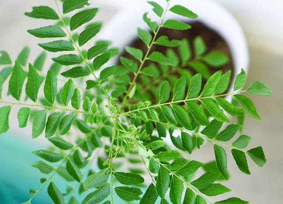 منها فقدان الوزن.. 9 فوائد صحية مذهلة لأوراق الكاري صورة رقم 4 منها فقدان الوزن.. 9 فوائد صحية مذهلة لأوراق الكاري صورة رقم 4