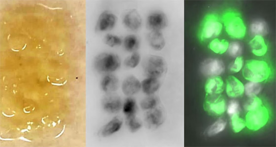باحثون يزرعون بكتيريا في مواد البناء.. فما الهدف؟ وكيف يعمل الأمر؟ صورة رقم 3
