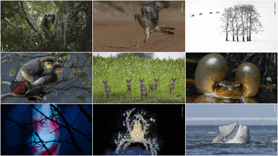 ألق نظرة على صور مسابقة مصور الحياة البرية لعام 2024 صورة رقم 9