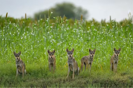 ألق نظرة على صور مسابقة مصور الحياة البرية لعام 2024 صورة رقم 3
