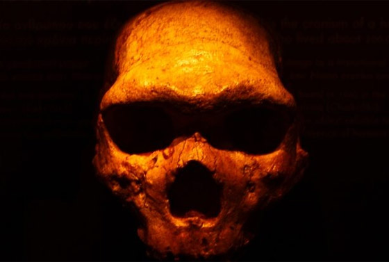 يتسمون برؤوس كبيرة.. دراسة تكتشف نوعا جديدا من البشر الأوائل صورة رقم 1