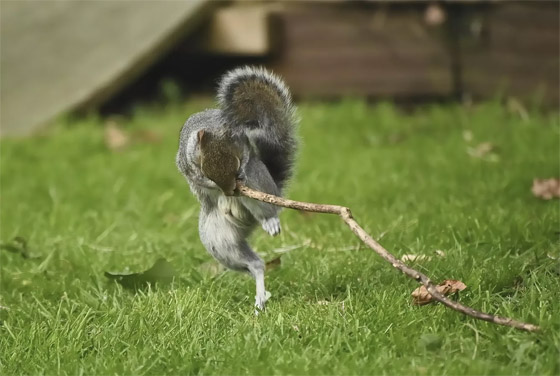 إليكم الجانب الكوميدي للحياة البرية في صور مذهلة صورة رقم 9