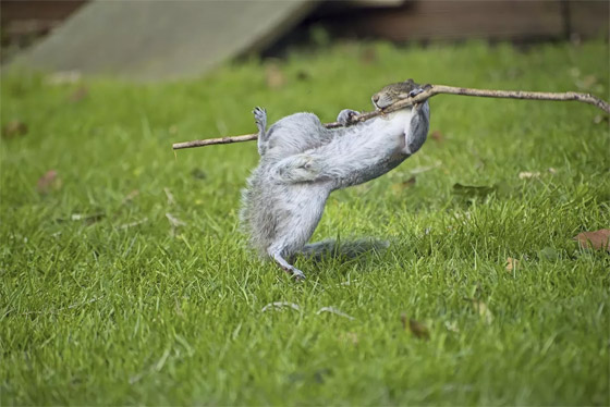 إليكم الجانب الكوميدي للحياة البرية في صور مذهلة صورة رقم 10