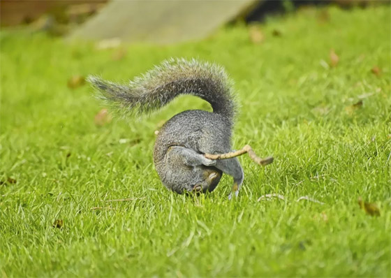 إليكم الجانب الكوميدي للحياة البرية في صور مذهلة صورة رقم 11