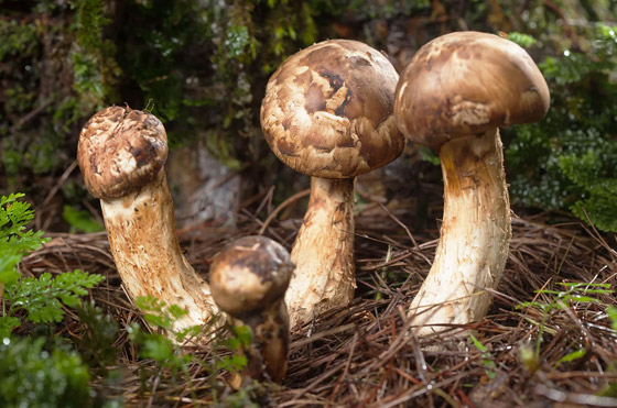 بالصور: تعرفوا إلى أكثر 9 أطعمة فخامة وتكلفة في العالم صورة رقم 7