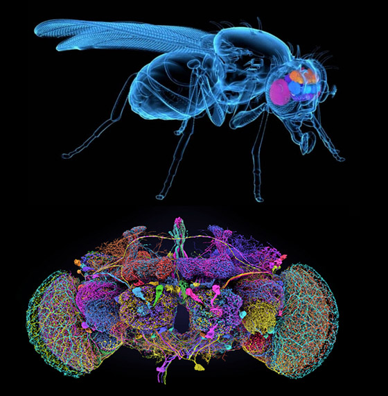 منها جولة بدماغ ذبابة.. اكتشافات علمية في 2024 ستشكل المستقبل صورة رقم 2 منها جولة بدماغ ذبابة.. اكتشافات علمية في 2024 ستشكل المستقبل صورة رقم 2