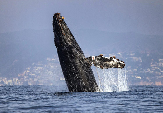 حوت أحدب يحطم رقما قياسيا بعبور 3 محيطات صورة رقم 1 حوت أحدب يحطم رقما قياسيا بعبور 3 محيطات صورة رقم 1