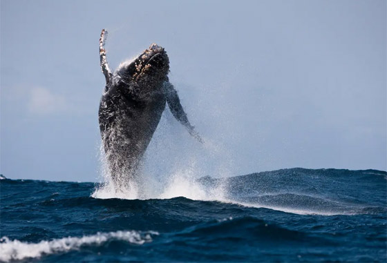 حوت أحدب يحطم رقما قياسيا بعبور 3 محيطات صورة رقم 3 حوت أحدب يحطم رقما قياسيا بعبور 3 محيطات صورة رقم 3