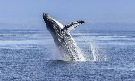 حوت أحدب يحطم رقما قياسيا بعبور 3 محيطات صورة رقم 4 حوت أحدب يحطم رقما قياسيا بعبور 3 محيطات صورة رقم 4