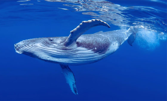 حوت أحدب يحطم رقما قياسيا بعبور 3 محيطات صورة رقم 5 حوت أحدب يحطم رقما قياسيا بعبور 3 محيطات صورة رقم 5