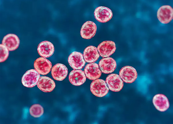 جرثومة تتحمل الإشعاع القاتل للإنسان.. والعلماء اكتشفوا سلاحها السري صورة رقم 4 جرثومة تتحمل الإشعاع القاتل للإنسان.. والعلماء اكتشفوا سلاحها السري صورة رقم 4