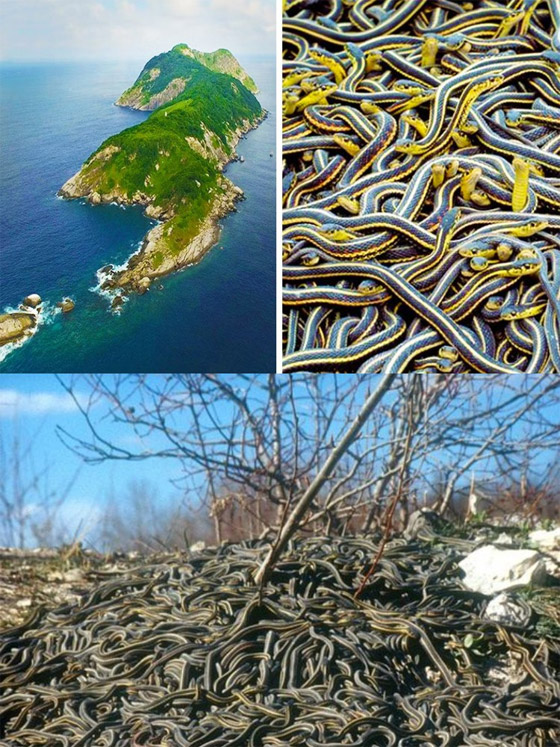 منها جزيرة الأفاعي.. بالصور: قصة أماكن رائعة لا يمكن للبشر زيارتها صورة رقم 1 منها جزيرة الأفاعي.. بالصور: قصة أماكن رائعة لا يمكن للبشر زيارتها صورة رقم 1