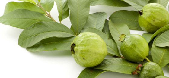 6 أسباب تدفعك إلى مضغ أوراق الجوافة.. عناصر غذائية لا يجب تجاهلها صورة رقم 1