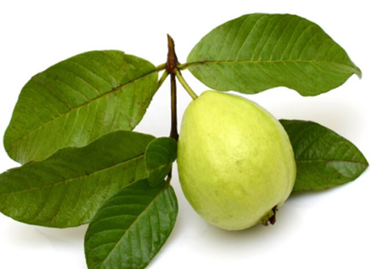 6 أسباب تدفعك إلى مضغ أوراق الجوافة.. عناصر غذائية لا يجب تجاهلها صورة رقم 2