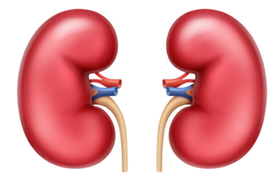 خضراوات مفيدة لصحة الكلى.. تطهرها من السموم وتحسن وظائفها صورة رقم 2