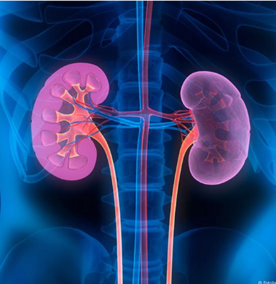 خضراوات مفيدة لصحة الكلى.. تطهرها من السموم وتحسن وظائفها صورة رقم 3