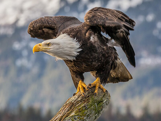 رسميا.. النسر الأصلع يصبح الطائر الوطني في أمريكا صورة رقم 2 رسميا.. النسر الأصلع يصبح الطائر الوطني في أمريكا صورة رقم 2